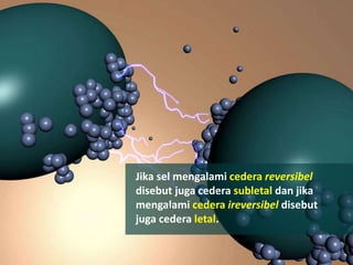 Jika sel mengalami cedera reversibel
disebut juga cedera subletal dan jika
mengalami cedera ireversibel disebut
juga cedera letal.
 