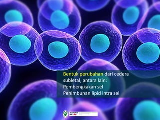 Bentuk perubahan dari cedera
subletal, antara lain:
Pembengkakan sel
Penimbunan lipid intra sel
 