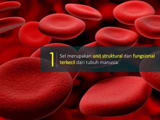 Sel merupakan unit struktural dan fungsional
terkecil dari tubuh manusia.1
 