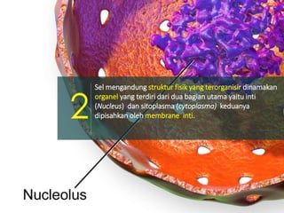 Sel mengandung struktur fisik yang terorganisir dinamakan
organel yang terdiri dari dua bagian utama yaitu inti
(Nucleus) dan sitoplasma (cytoplasma) keduanya
dipisahkan oleh membrane inti.2
 