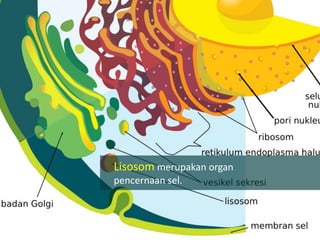 Lisosom merupakan organ
pencernaan sel.
 