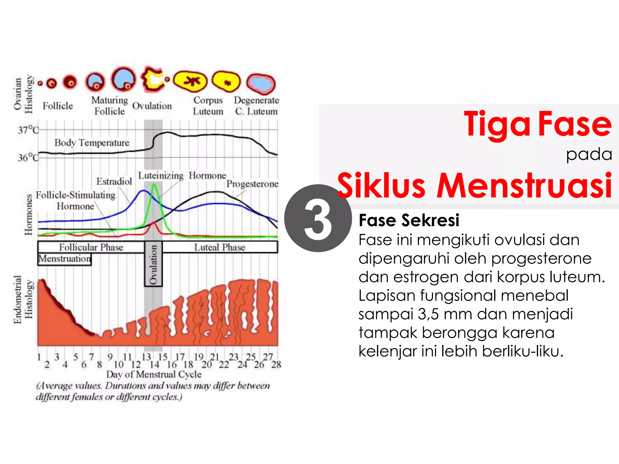 Fase Sekresi
Fase ini mengikuti ovulasi dan
dipengaruhi oleh progesterone
dan estrogen dari korpus luteum.
Lapisan fungsional menebal
sampai 3,5 mm dan menjadi
tampak berongga karena
kelenjar ini lebih berliku-liku.
3
TigaFase
pada
Siklus Menstruasi
 