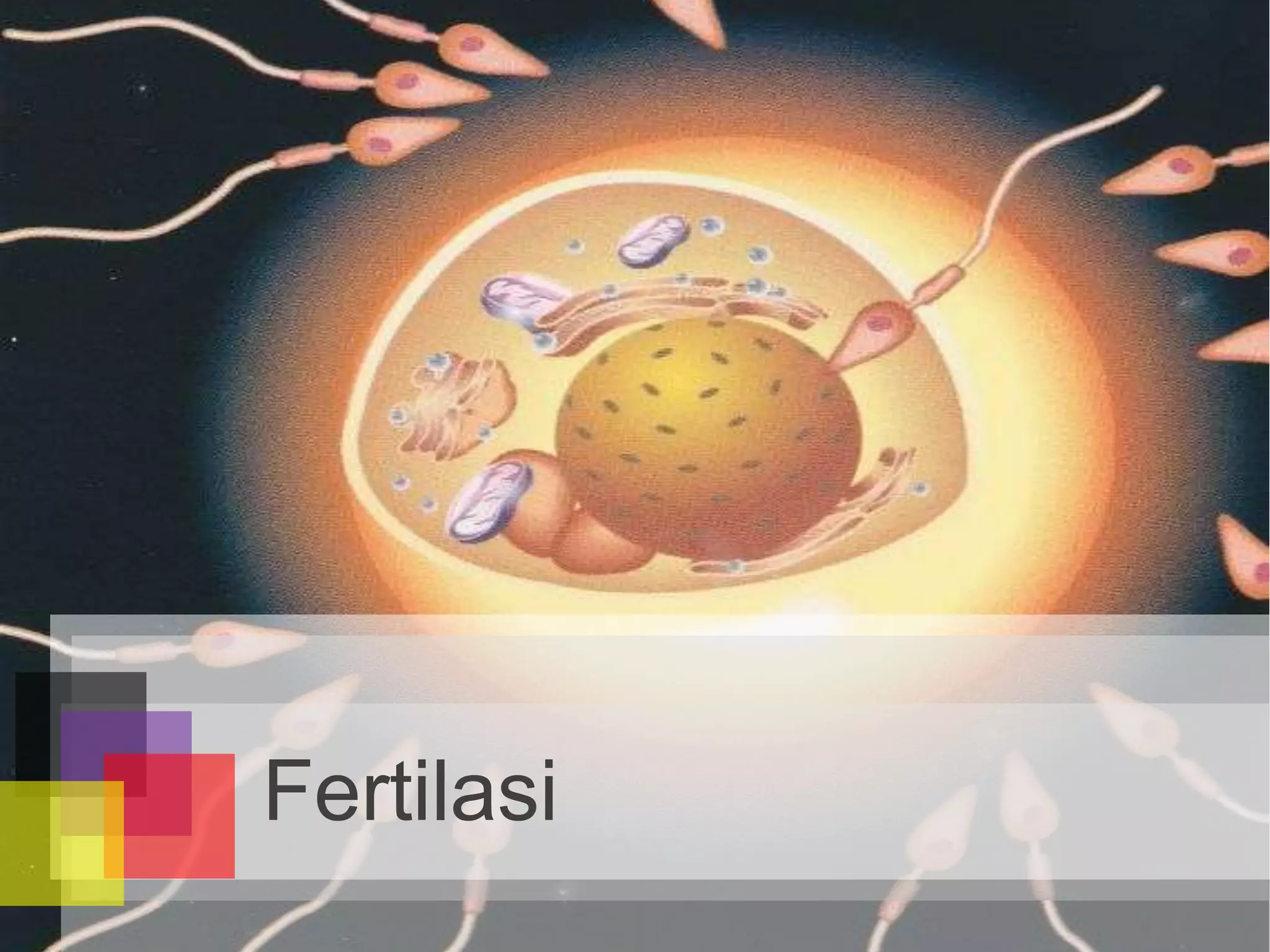 Fertilasi
 