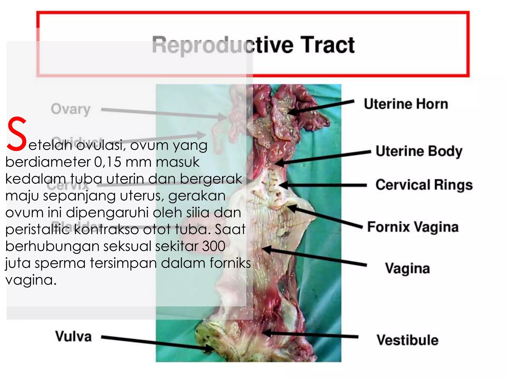 etelah ovulasi, ovum yang
berdiameter 0,15 mm masuk
kedalam tuba uterin dan bergerak
maju sepanjang uterus, gerakan
ovum ini dipengaruhi oleh silia dan
peristaltic kontrakso otot tuba. Saat
berhubungan seksual sekitar 300
juta sperma tersimpan dalam forniks
vagina.
s
 