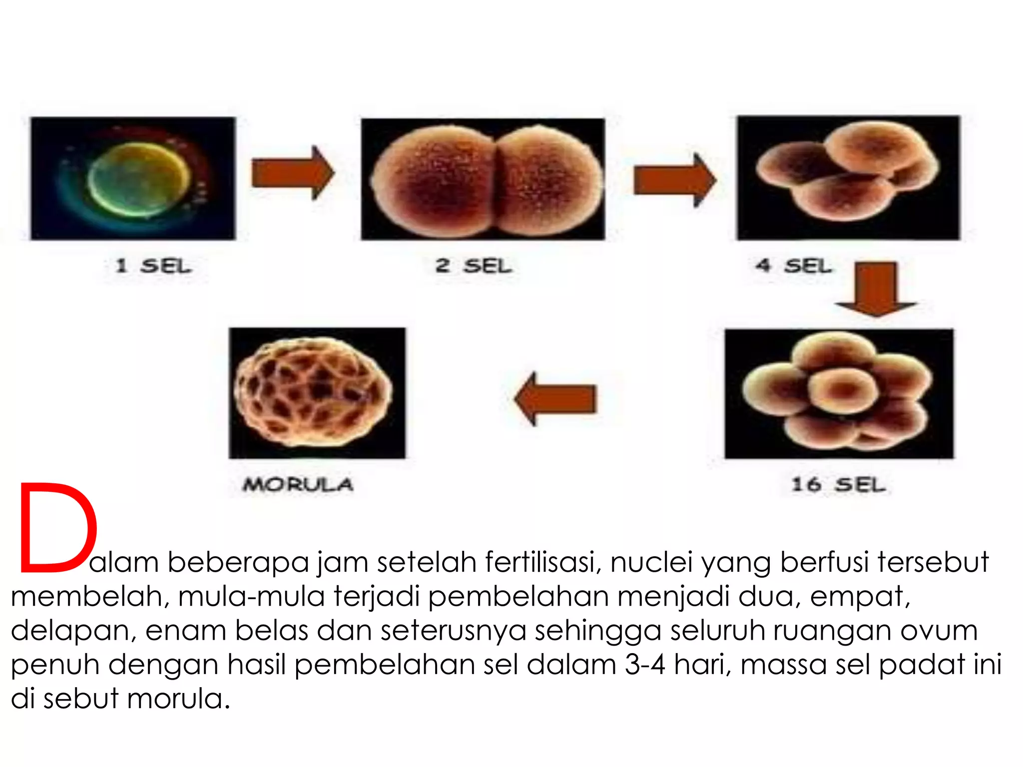 alam beberapa jam setelah fertilisasi, nuclei yang berfusi tersebut
membelah, mula-mula terjadi pembelahan menjadi dua, empat,
delapan, enam belas dan seterusnya sehingga seluruh ruangan ovum
penuh dengan hasil pembelahan sel dalam 3-4 hari, massa sel padat ini
di sebut morula.
D
 