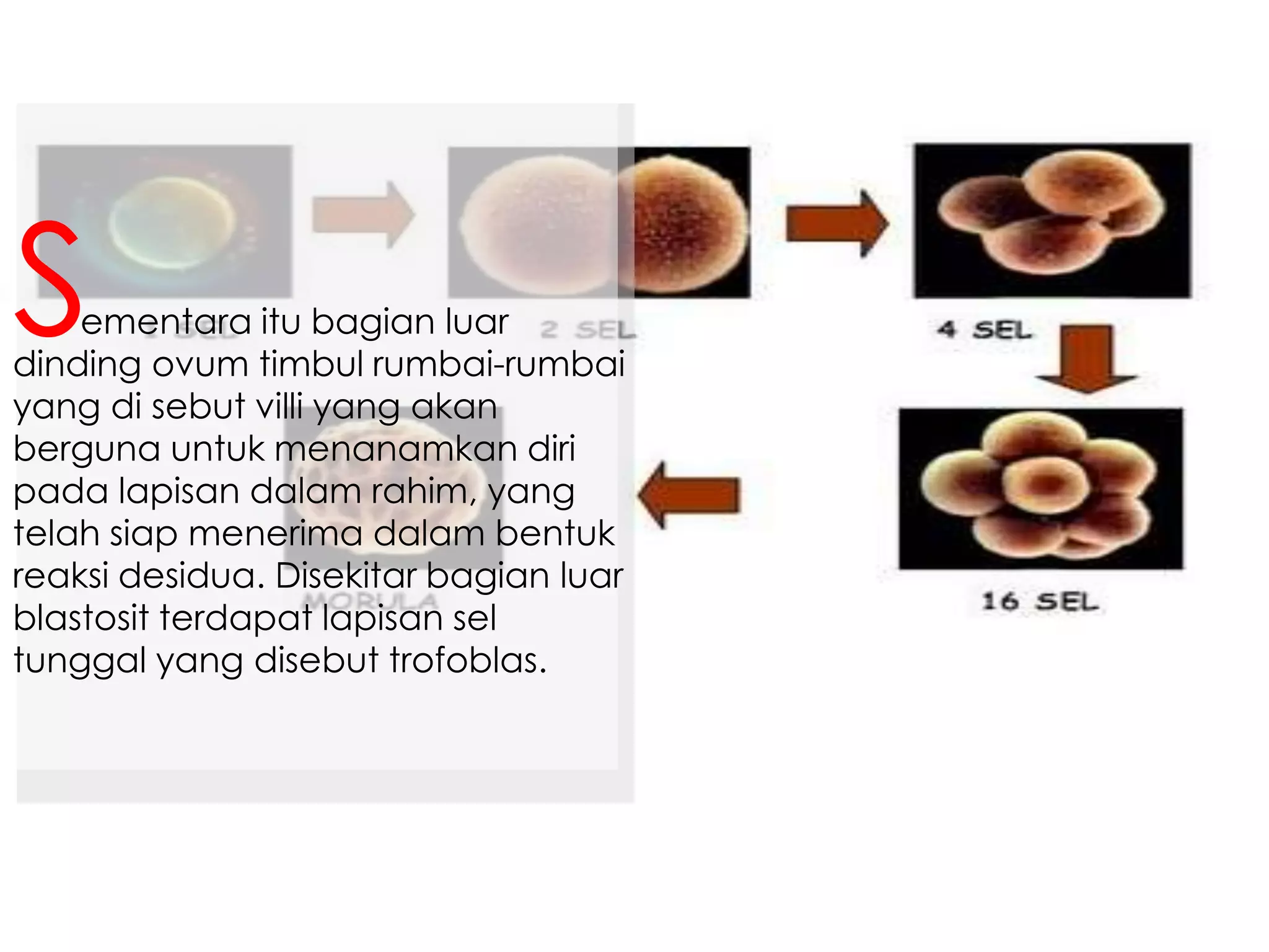 ementara itu bagian luar
dinding ovum timbul rumbai-rumbai
yang di sebut villi yang akan
berguna untuk menanamkan diri
pada lapisan dalam rahim, yang
telah siap menerima dalam bentuk
reaksi desidua. Disekitar bagian luar
blastosit terdapat lapisan sel
tunggal yang disebut trofoblas.
S
 