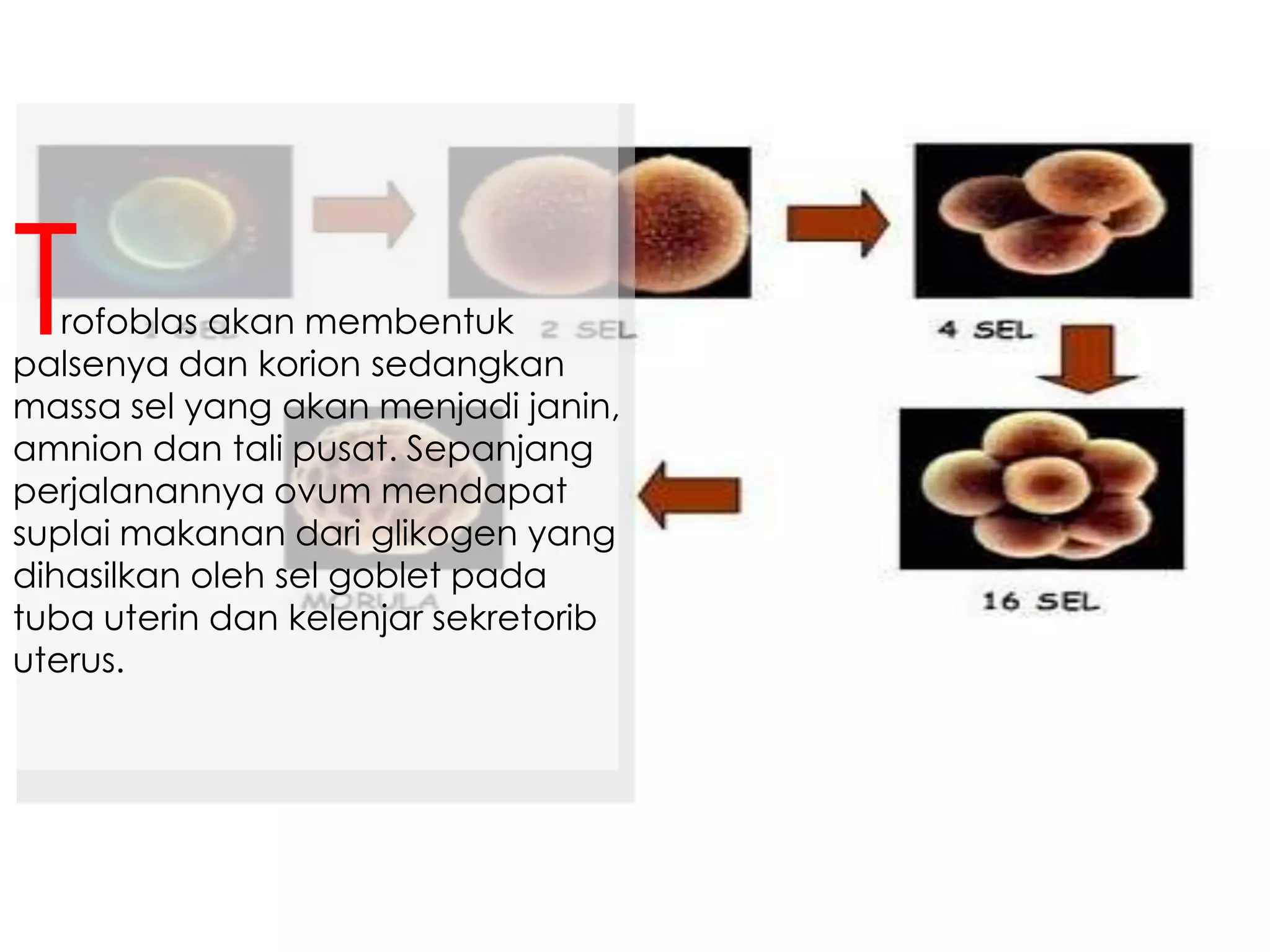rofoblas akan membentuk
palsenya dan korion sedangkan
massa sel yang akan menjadi janin,
amnion dan tali pusat. Sepanjang
perjalanannya ovum mendapat
suplai makanan dari glikogen yang
dihasilkan oleh sel goblet pada
tuba uterin dan kelenjar sekretorib
uterus.
T
 