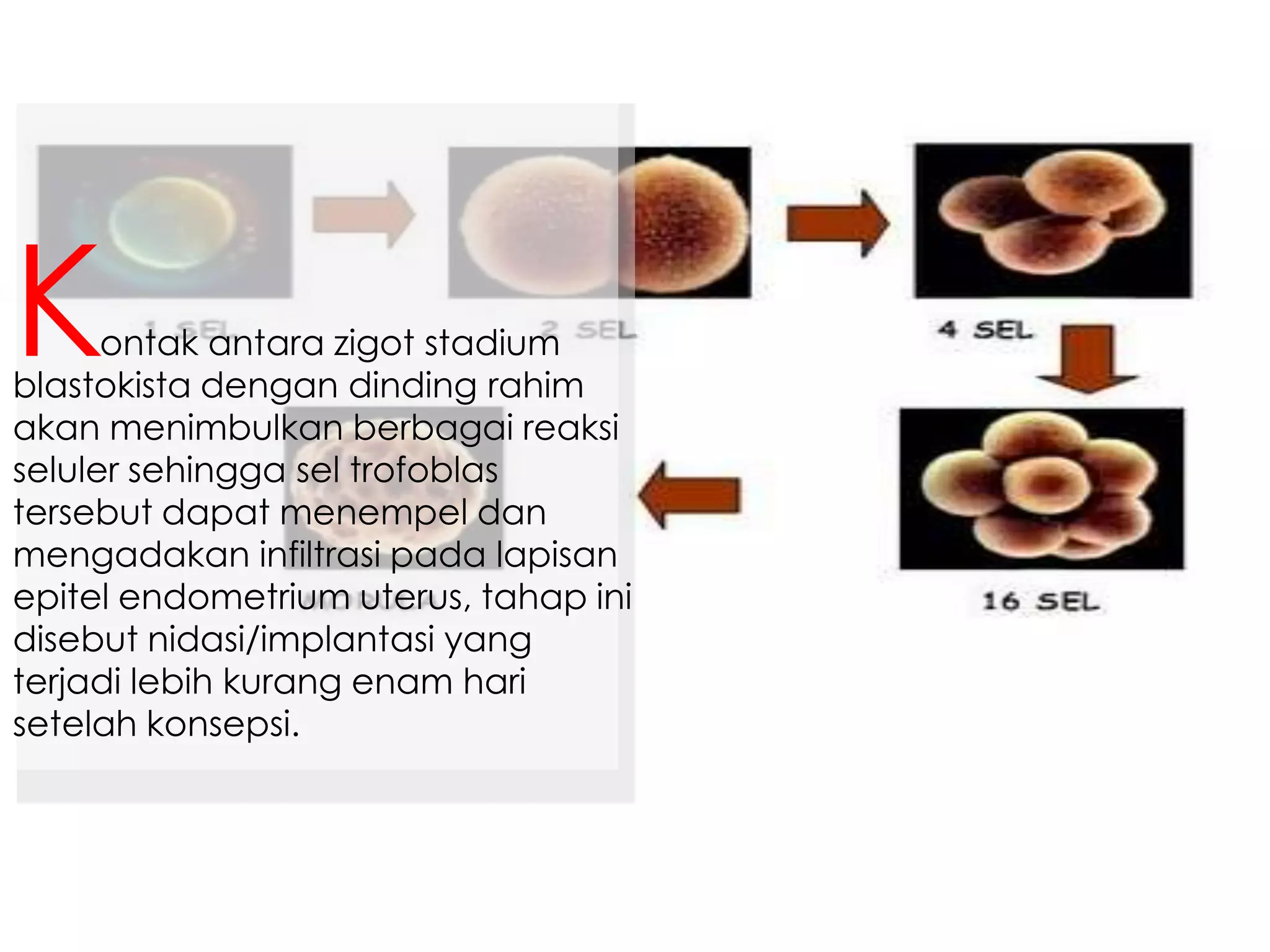 ontak antara zigot stadium
blastokista dengan dinding rahim
akan menimbulkan berbagai reaksi
seluler sehingga sel trofoblas
tersebut dapat menempel dan
mengadakan infiltrasi pada lapisan
epitel endometrium uterus, tahap ini
disebut nidasi/implantasi yang
terjadi lebih kurang enam hari
setelah konsepsi.
K
 