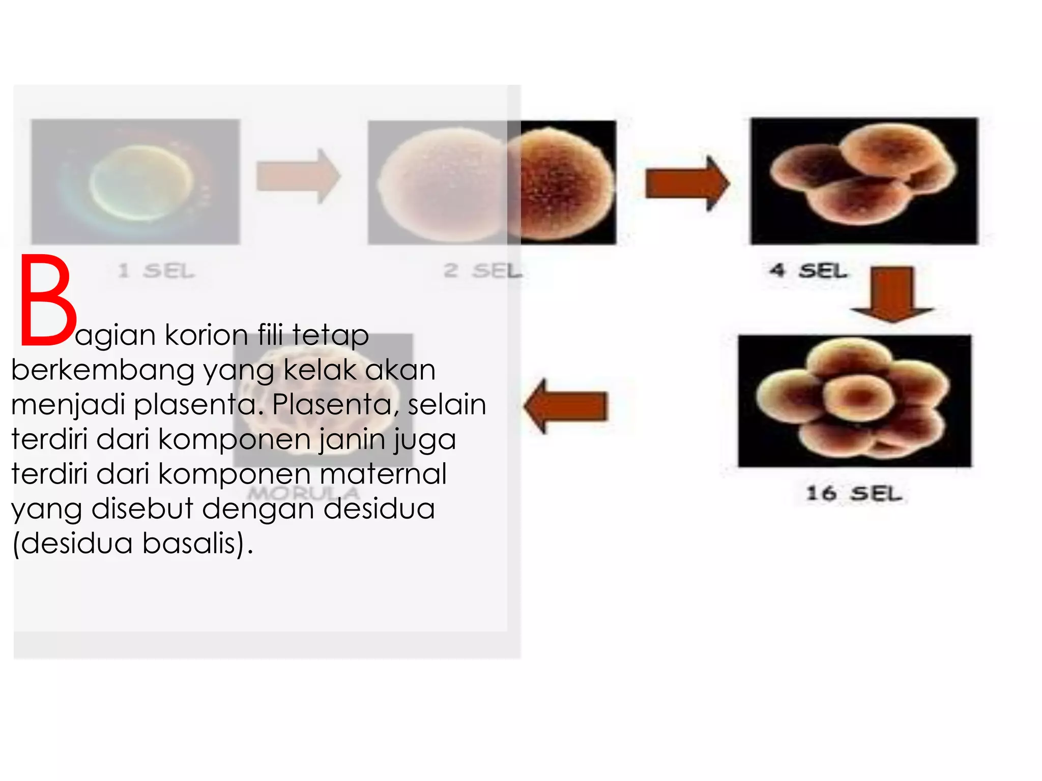 agian korion fili tetap
berkembang yang kelak akan
menjadi plasenta. Plasenta, selain
terdiri dari komponen janin juga
terdiri dari komponen maternal
yang disebut dengan desidua
(desidua basalis).
B
 