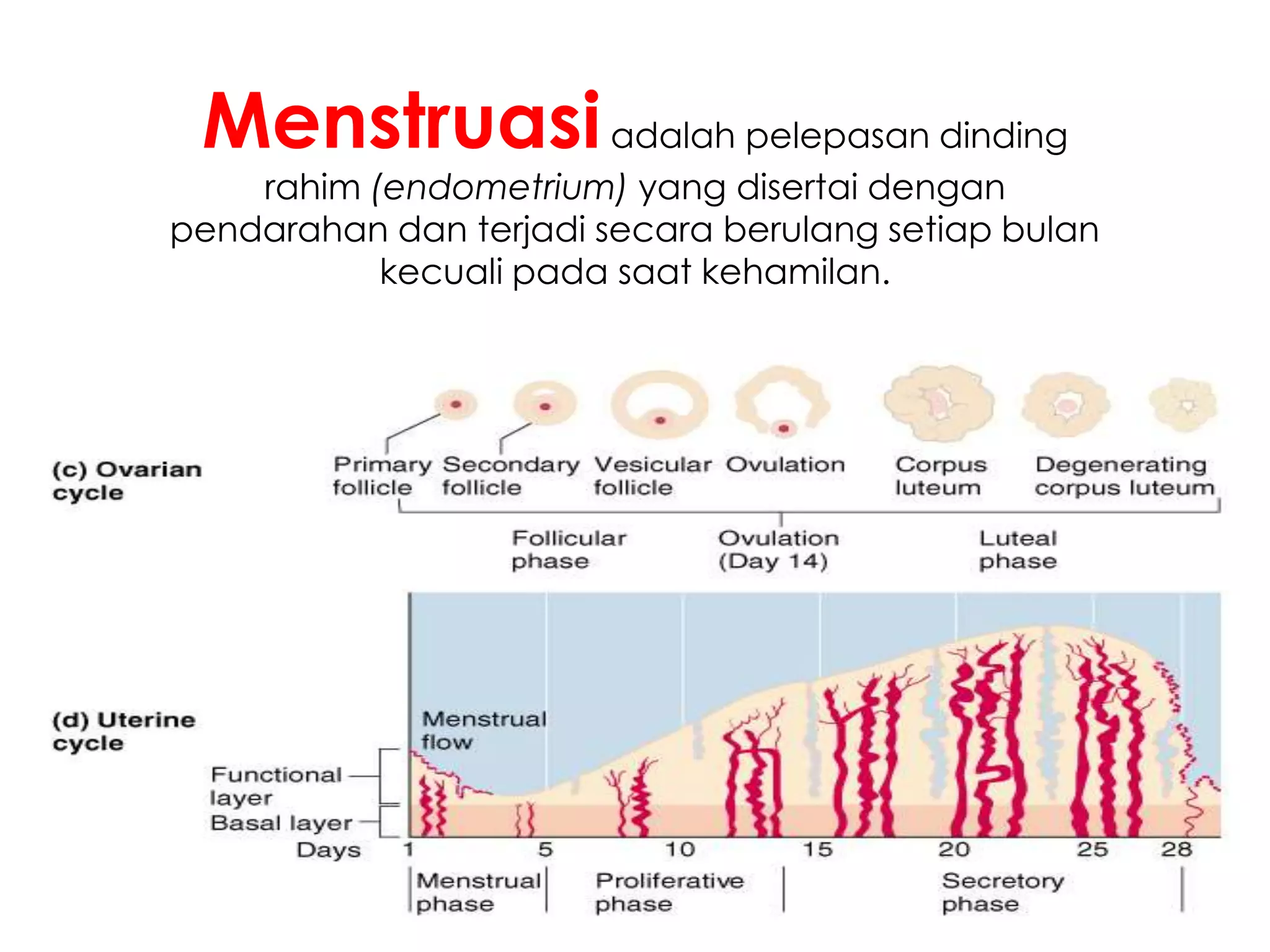 Menstruasiadalah pelepasan dinding
rahim (endometrium) yang disertai dengan
pendarahan dan terjadi secara berulang setiap bulan
kecuali pada saat kehamilan.
 