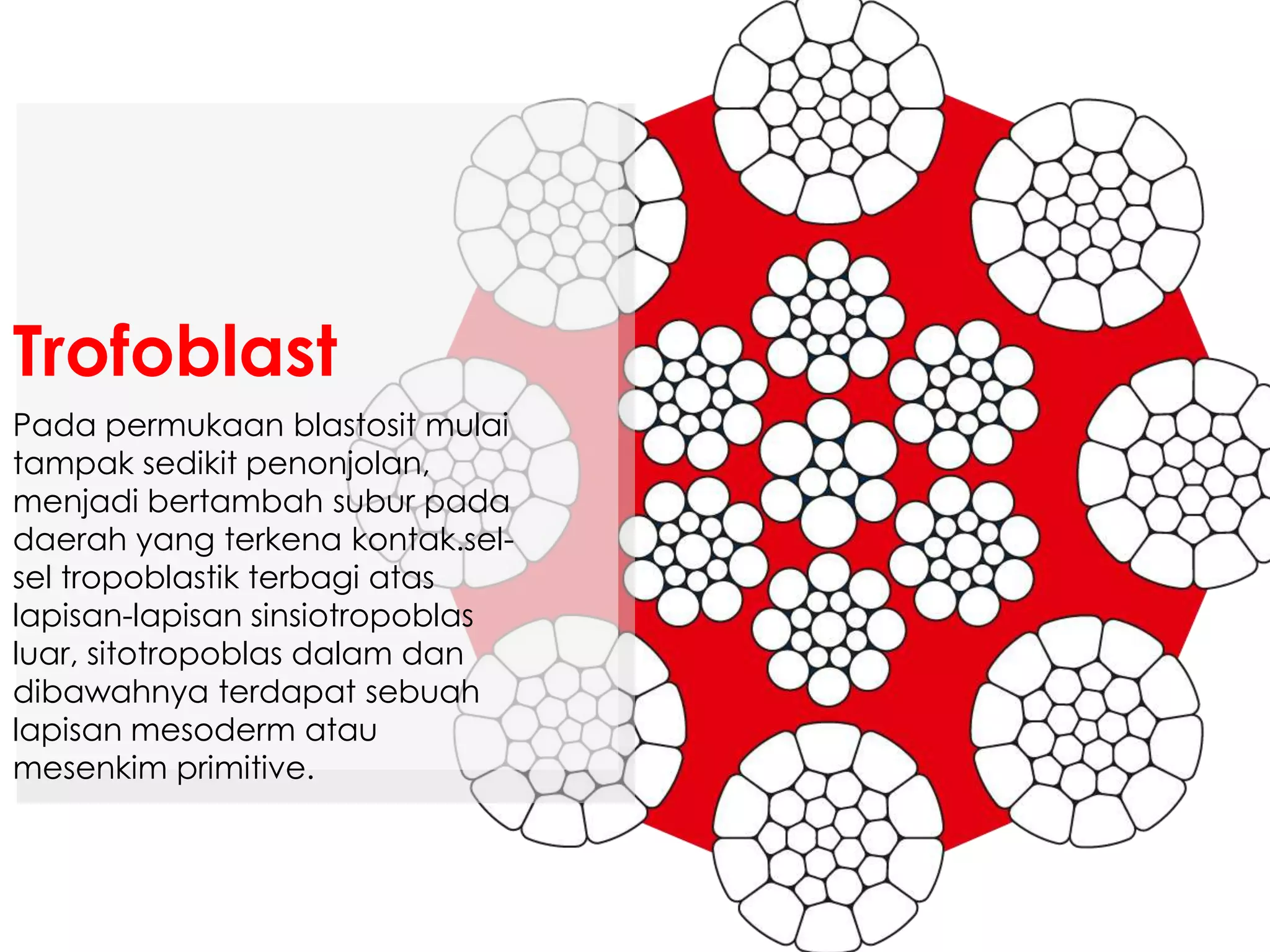 Pada permukaan blastosit mulai
tampak sedikit penonjolan,
menjadi bertambah subur pada
daerah yang terkena kontak.sel-
sel tropoblastik terbagi atas
lapisan-lapisan sinsiotropoblas
luar, sitotropoblas dalam dan
dibawahnya terdapat sebuah
lapisan mesoderm atau
mesenkim primitive.
Trofoblast
 