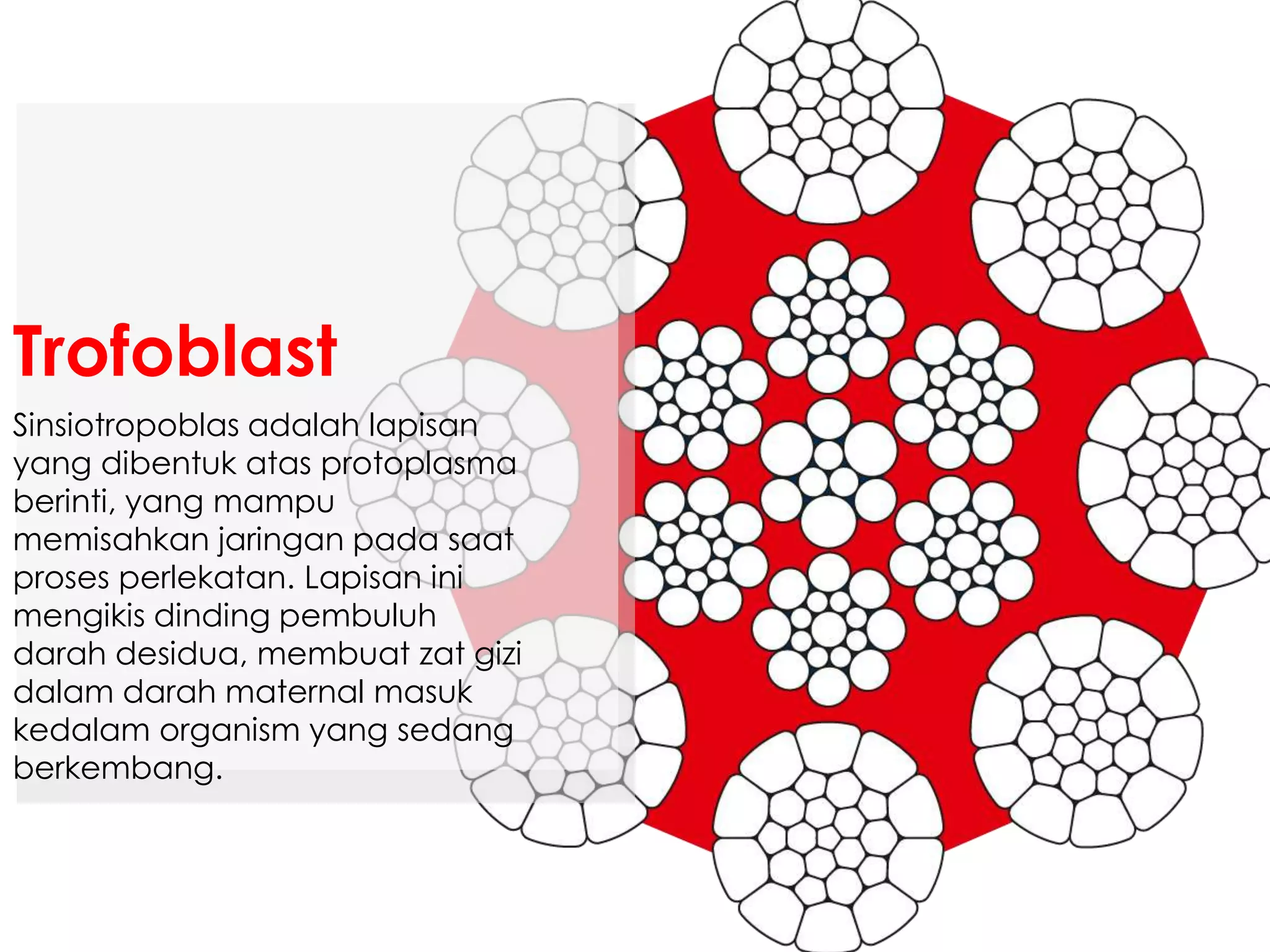 Sinsiotropoblas adalah lapisan
yang dibentuk atas protoplasma
berinti, yang mampu
memisahkan jaringan pada saat
proses perlekatan. Lapisan ini
mengikis dinding pembuluh
darah desidua, membuat zat gizi
dalam darah maternal masuk
kedalam organism yang sedang
berkembang.
Trofoblast
 