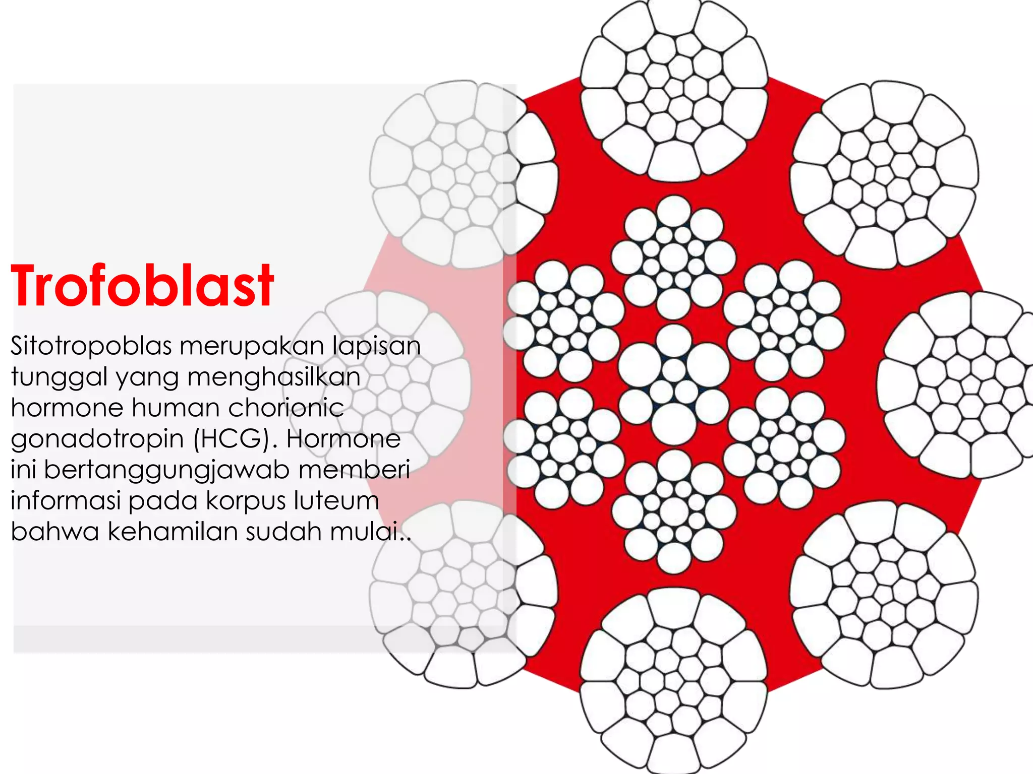 Sitotropoblas merupakan lapisan
tunggal yang menghasilkan
hormone human chorionic
gonadotropin (HCG). Hormone
ini bertanggungjawab memberi
informasi pada korpus luteum
bahwa kehamilan sudah mulai..
Trofoblast
 