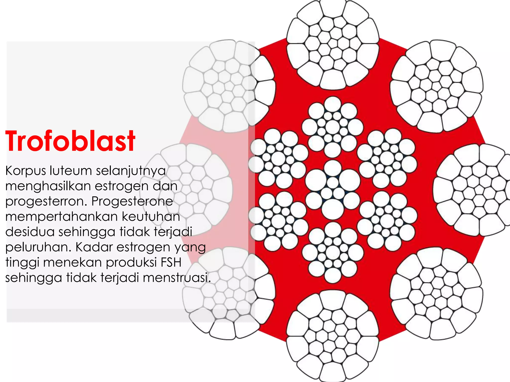 Korpus luteum selanjutnya
menghasilkan estrogen dan
progesterron. Progesterone
mempertahankan keutuhan
desidua sehingga tidak terjadi
peluruhan. Kadar estrogen yang
tinggi menekan produksi FSH
sehingga tidak terjadi menstruasi.
Trofoblast
 