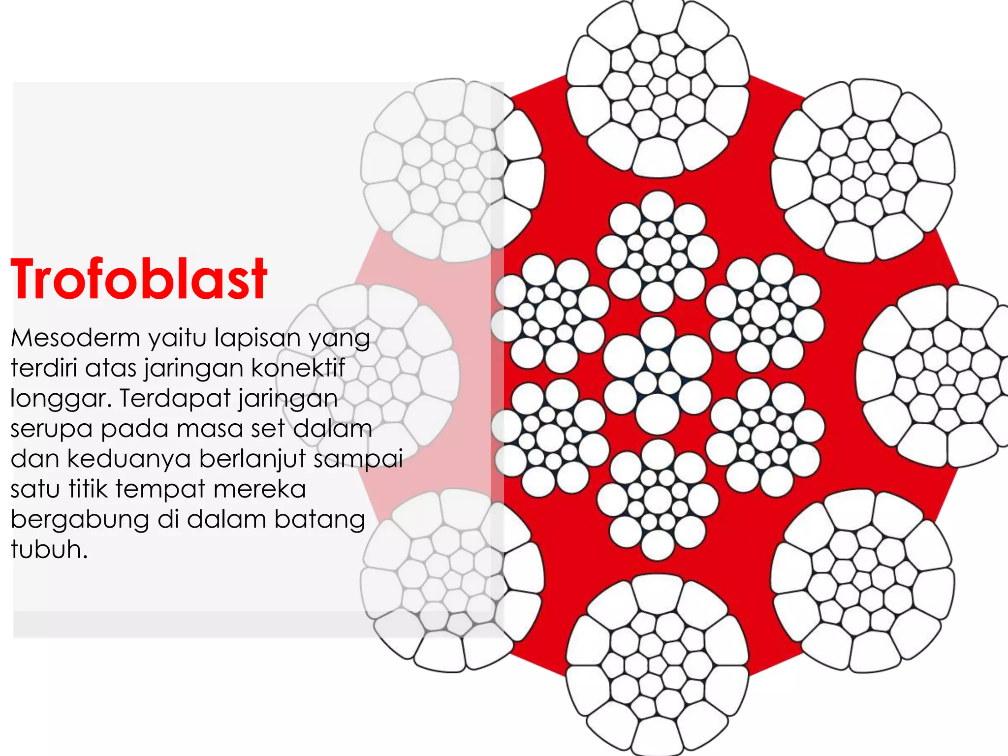 Mesoderm yaitu lapisan yang
terdiri atas jaringan konektif
longgar. Terdapat jaringan
serupa pada masa set dalam
dan keduanya berlanjut sampai
satu titik tempat mereka
bergabung di dalam batang
tubuh.
Trofoblast
 