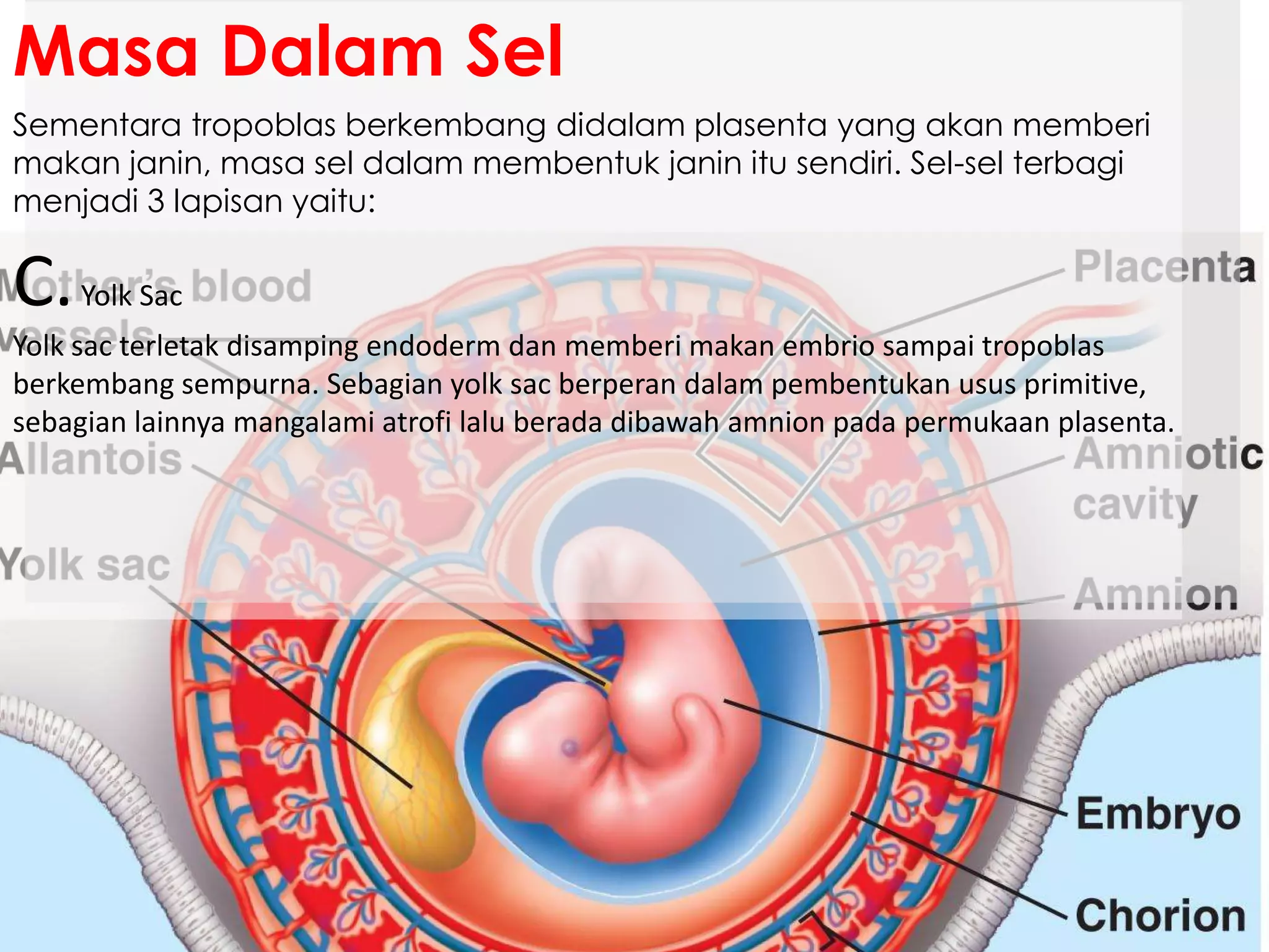 Sementara tropoblas berkembang didalam plasenta yang akan memberi
makan janin, masa sel dalam membentuk janin itu sendiri. Sel-sel terbagi
menjadi 3 lapisan yaitu:
Masa Dalam Sel
C.Yolk Sac
Yolk sac terletak disamping endoderm dan memberi makan embrio sampai tropoblas
berkembang sempurna. Sebagian yolk sac berperan dalam pembentukan usus primitive,
sebagian lainnya mangalami atrofi lalu berada dibawah amnion pada permukaan plasenta.
 