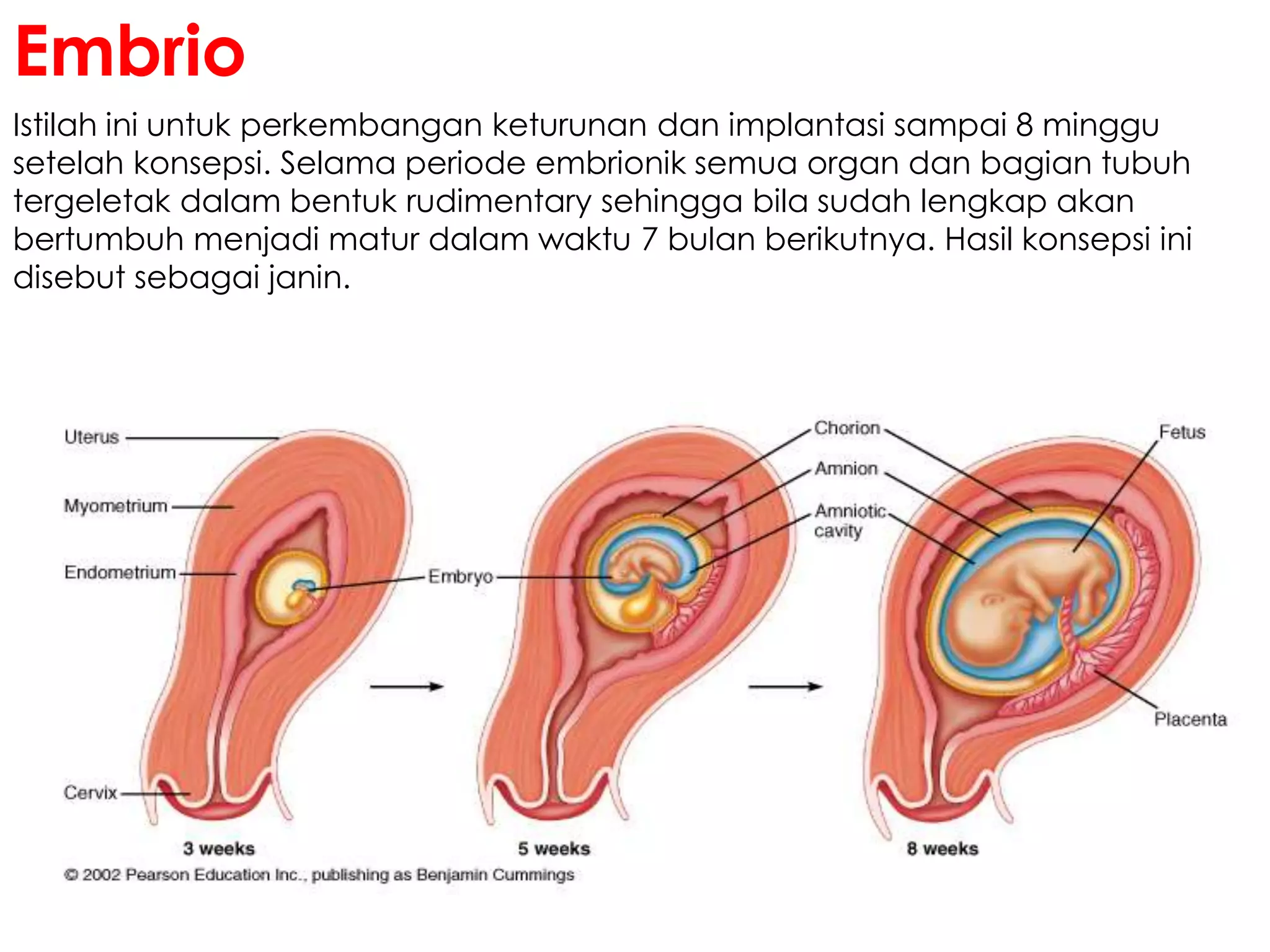 Istilah ini untuk perkembangan keturunan dan implantasi sampai 8 minggu
setelah konsepsi. Selama periode embrionik semua organ dan bagian tubuh
tergeletak dalam bentuk rudimentary sehingga bila sudah lengkap akan
bertumbuh menjadi matur dalam waktu 7 bulan berikutnya. Hasil konsepsi ini
disebut sebagai janin.
Embrio
 