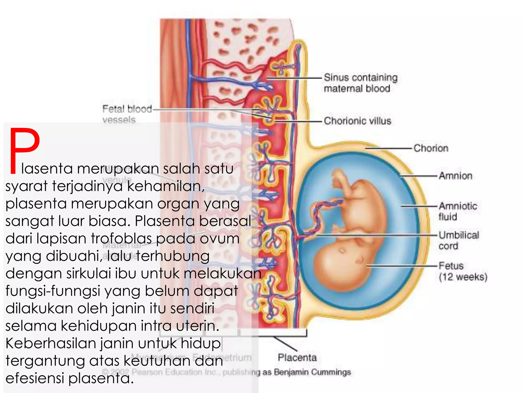 lasenta merupakan salah satu
syarat terjadinya kehamilan,
plasenta merupakan organ yang
sangat luar biasa. Plasenta berasal
dari lapisan trofoblas pada ovum
yang dibuahi, lalu terhubung
dengan sirkulai ibu untuk melakukan
fungsi-funngsi yang belum dapat
dilakukan oleh janin itu sendiri
selama kehidupan intra uterin.
Keberhasilan janin untuk hidup
tergantung atas keutuhan dan
efesiensi plasenta.
P
 