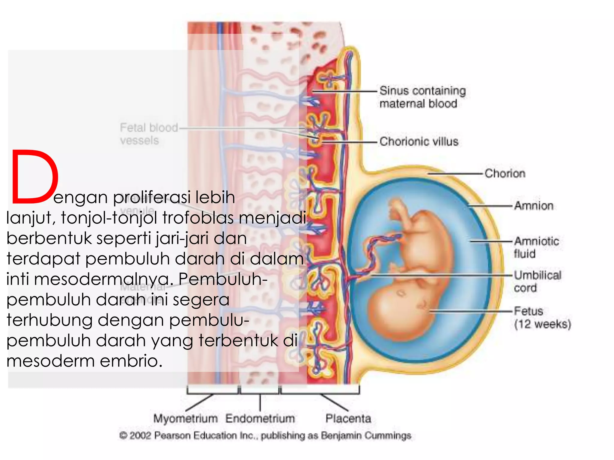 engan proliferasi lebih
lanjut, tonjol-tonjol trofoblas menjadi
berbentuk seperti jari-jari dan
terdapat pembuluh darah di dalam
inti mesodermalnya. Pembuluh-
pembuluh darah ini segera
terhubung dengan pembulu-
pembuluh darah yang terbentuk di
mesoderm embrio.
D
 