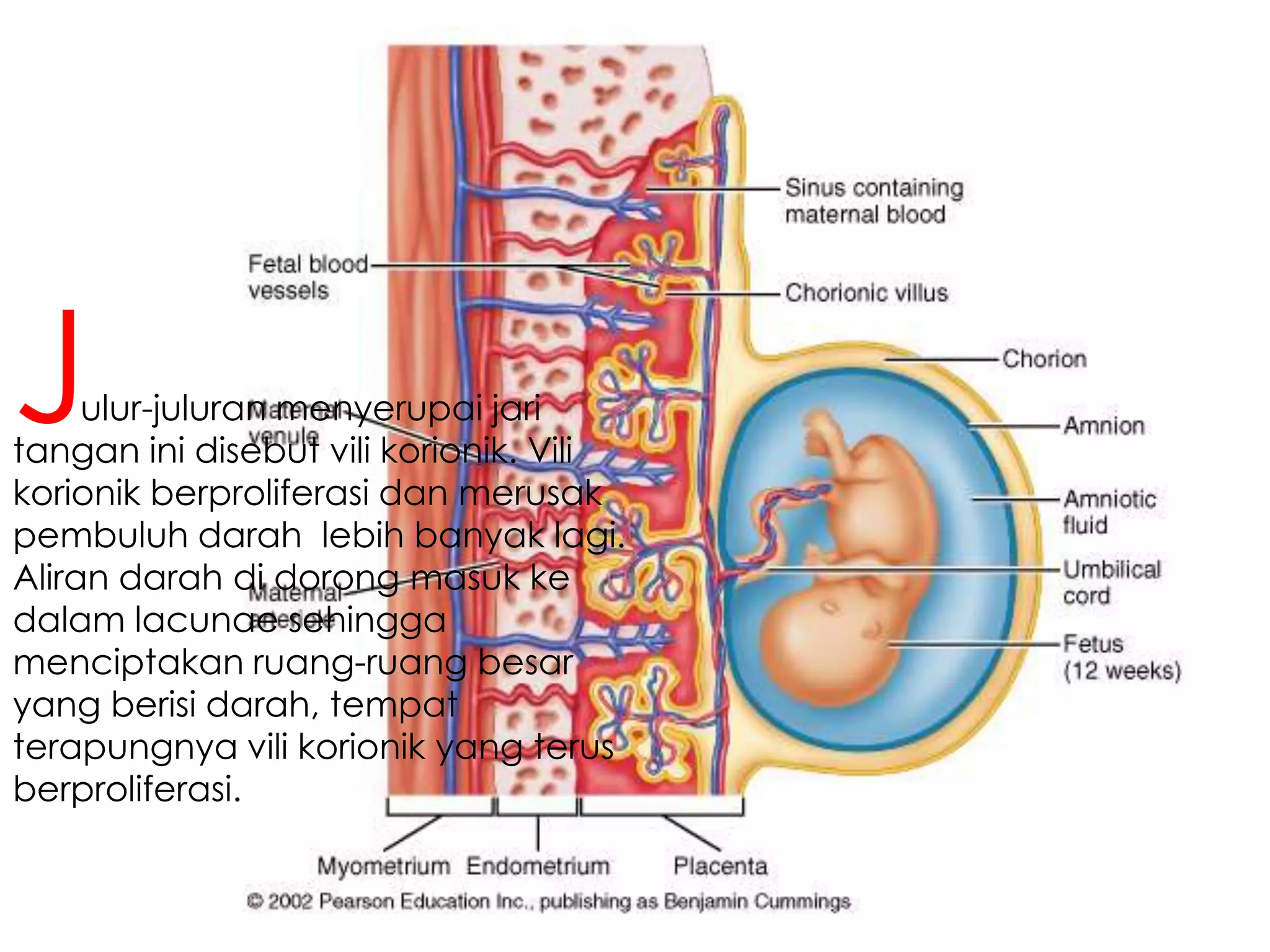 ulur-juluran menyerupai jari
tangan ini disebut vili korionik. Vili
korionik berproliferasi dan merusak
pembuluh darah lebih banyak lagi.
Aliran darah di dorong masuk ke
dalam lacunae sehingga
menciptakan ruang-ruang besar
yang berisi darah, tempat
terapungnya vili korionik yang terus
berproliferasi.
J
 