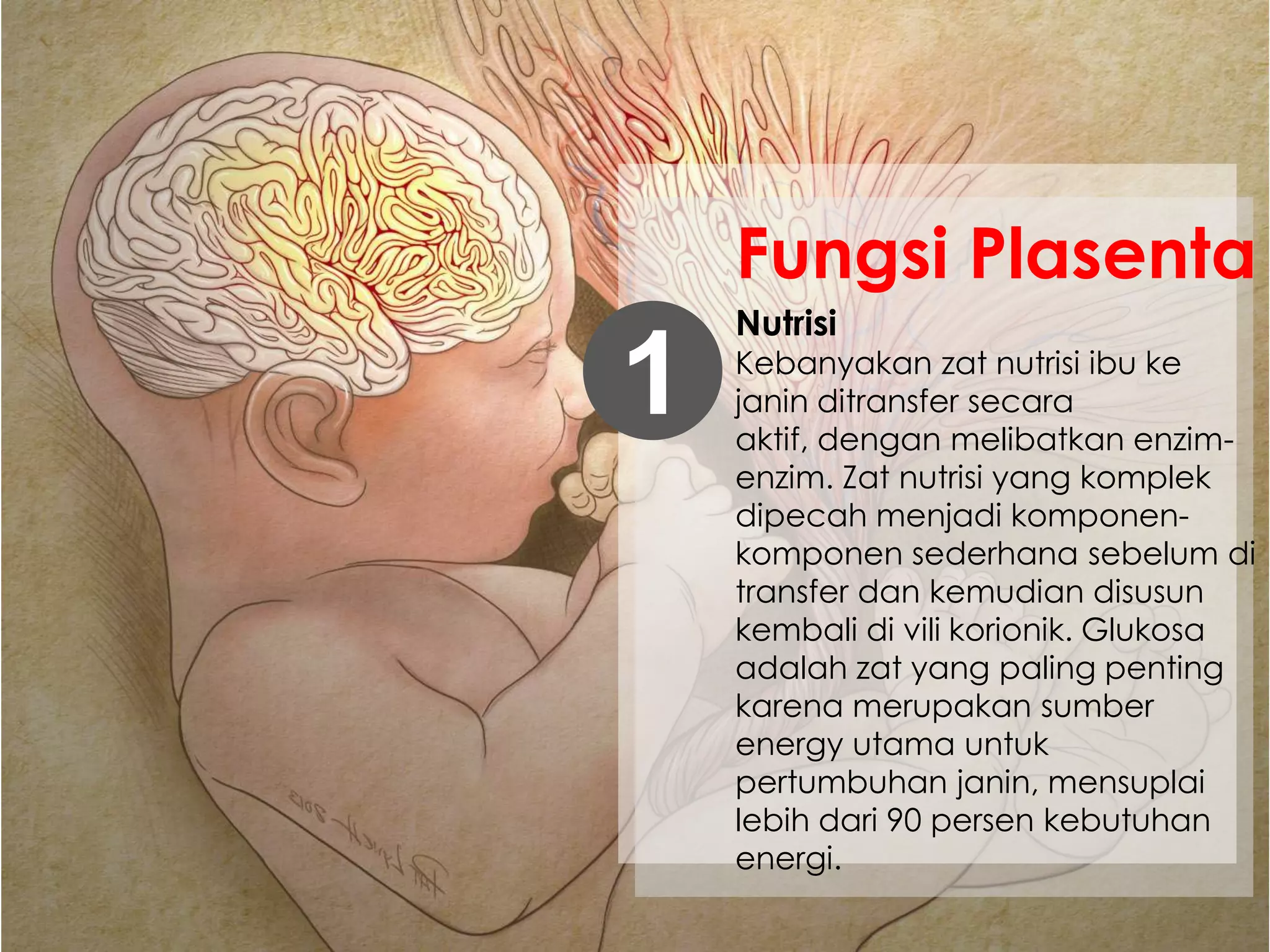 Nutrisi
Kebanyakan zat nutrisi ibu ke
janin ditransfer secara
aktif, dengan melibatkan enzim-
enzim. Zat nutrisi yang komplek
dipecah menjadi komponen-
komponen sederhana sebelum di
transfer dan kemudian disusun
kembali di vili korionik. Glukosa
adalah zat yang paling penting
karena merupakan sumber
energy utama untuk
pertumbuhan janin, mensuplai
lebih dari 90 persen kebutuhan
energi.
1
Fungsi Plasenta
 