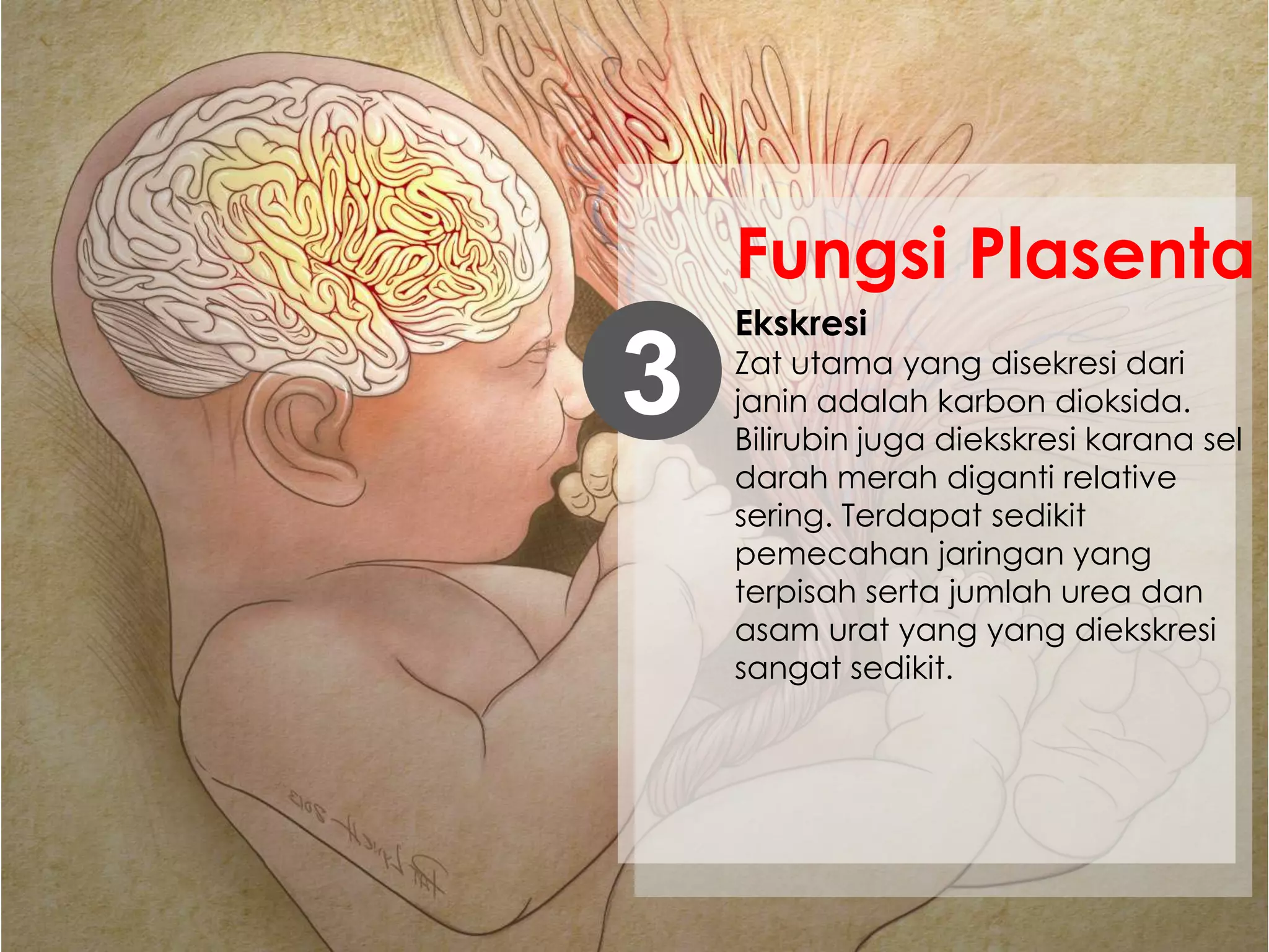 Ekskresi
Zat utama yang disekresi dari
janin adalah karbon dioksida.
Bilirubin juga diekskresi karana sel
darah merah diganti relative
sering. Terdapat sedikit
pemecahan jaringan yang
terpisah serta jumlah urea dan
asam urat yang yang diekskresi
sangat sedikit.
3
Fungsi Plasenta
 