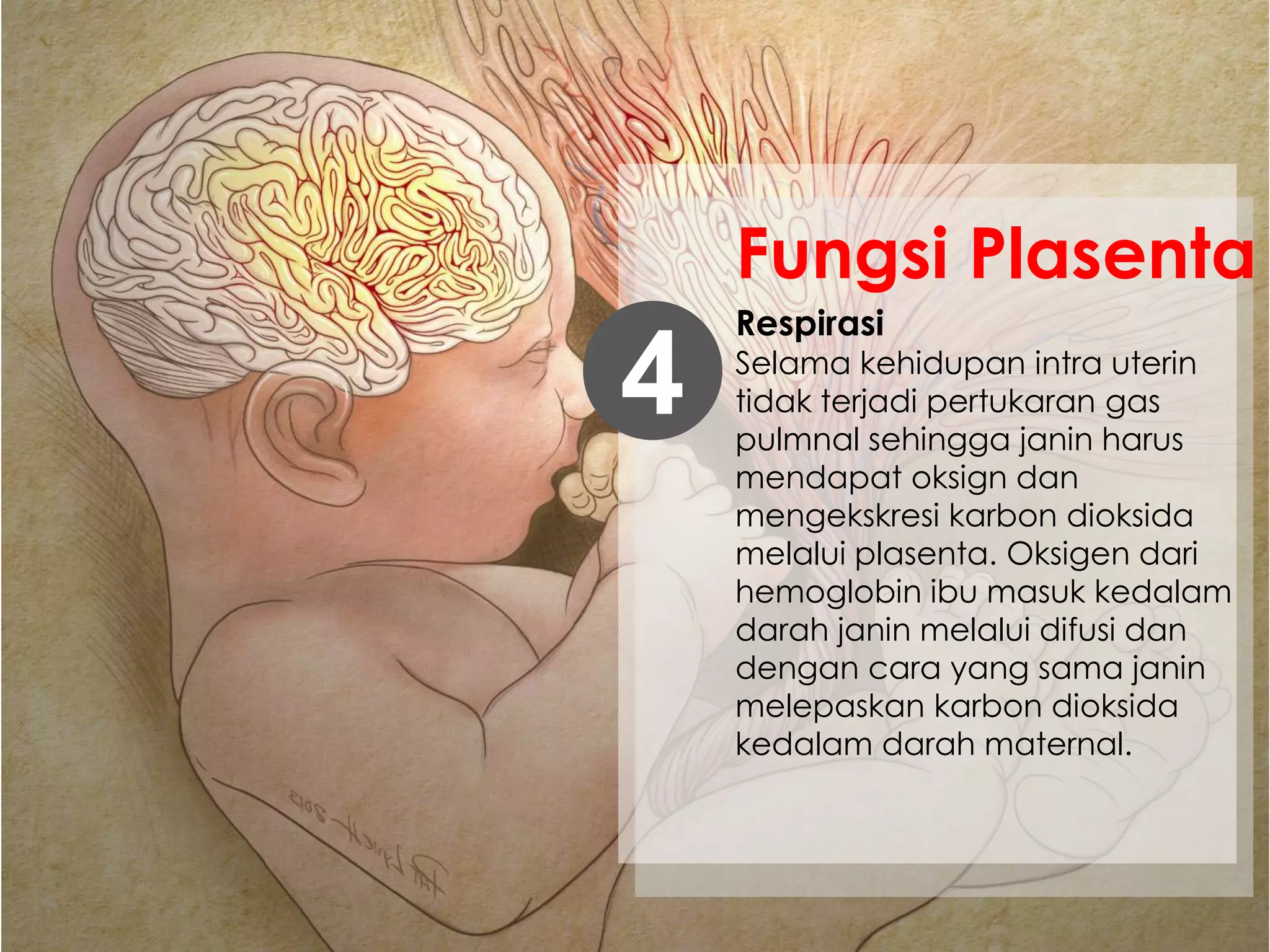 Respirasi
Selama kehidupan intra uterin
tidak terjadi pertukaran gas
pulmnal sehingga janin harus
mendapat oksign dan
mengekskresi karbon dioksida
melalui plasenta. Oksigen dari
hemoglobin ibu masuk kedalam
darah janin melalui difusi dan
dengan cara yang sama janin
melepaskan karbon dioksida
kedalam darah maternal.
4
Fungsi Plasenta
 