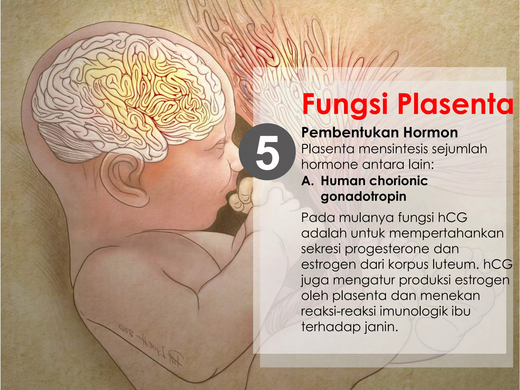 Pembentukan Hormon
Plasenta mensintesis sejumlah
hormone antara lain:5
Fungsi Plasenta
Pada mulanya fungsi hCG
adalah untuk mempertahankan
sekresi progesterone dan
estrogen dari korpus luteum. hCG
juga mengatur produksi estrogen
oleh plasenta dan menekan
reaksi-reaksi imunologik ibu
terhadap janin.
A. Human chorionic
gonadotropin
 
