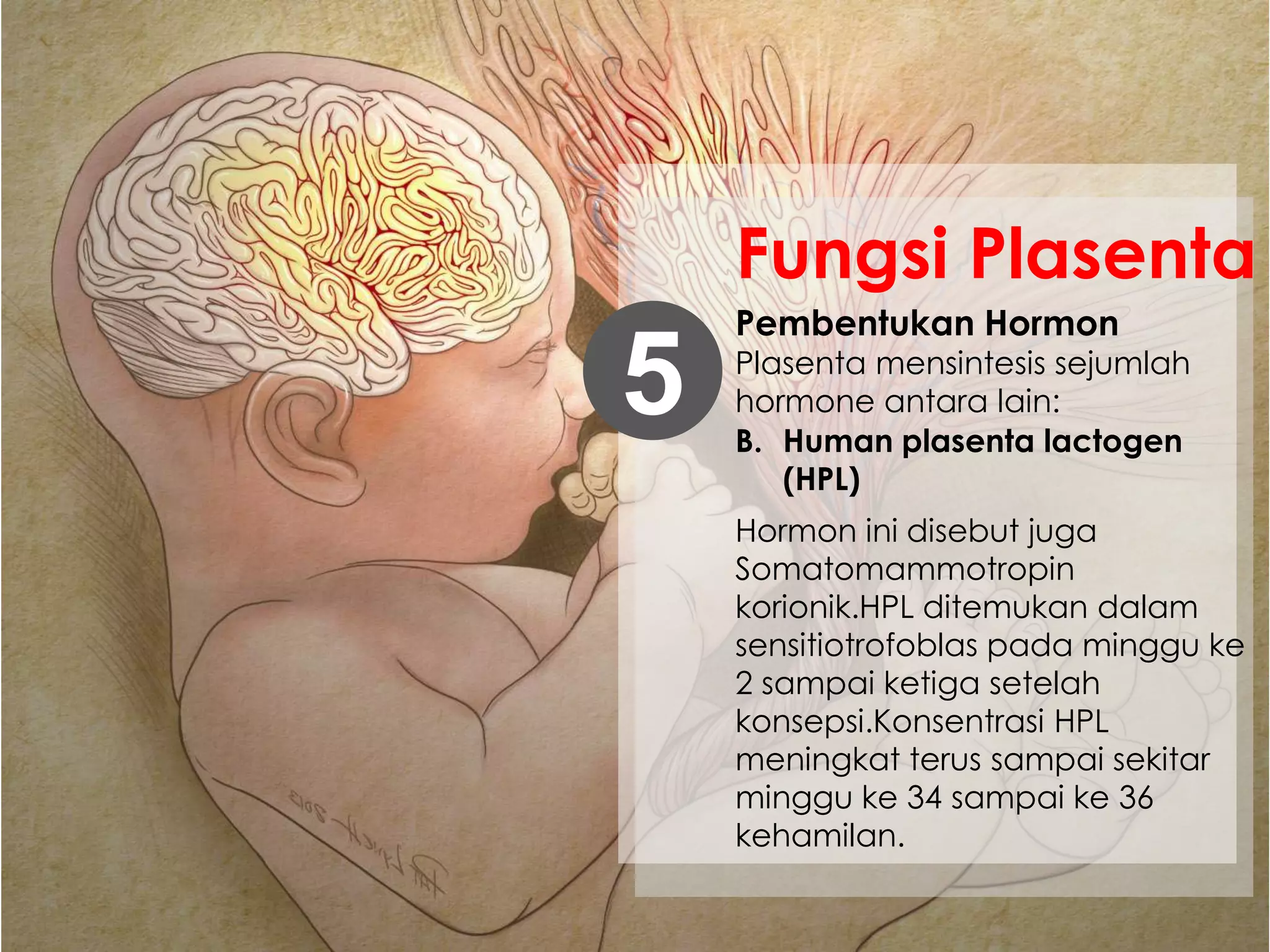 Pembentukan Hormon
Plasenta mensintesis sejumlah
hormone antara lain:5
Fungsi Plasenta
Hormon ini disebut juga
Somatomammotropin
korionik.HPL ditemukan dalam
sensitiotrofoblas pada minggu ke
2 sampai ketiga setelah
konsepsi.Konsentrasi HPL
meningkat terus sampai sekitar
minggu ke 34 sampai ke 36
kehamilan.
B. Human plasenta lactogen
(HPL)
 