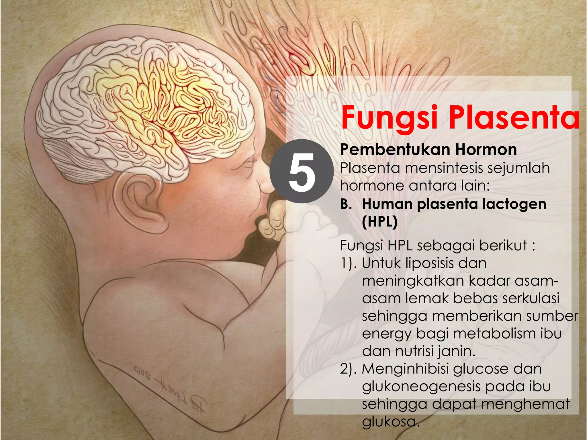 Pembentukan Hormon
Plasenta mensintesis sejumlah
hormone antara lain:5
Fungsi Plasenta
Fungsi HPL sebagai berikut :
1). Untuk liposisis dan
meningkatkan kadar asam-
asam lemak bebas serkulasi
sehingga memberikan sumber
energy bagi metabolism ibu
dan nutrisi janin.
2). Menginhibisi glucose dan
glukoneogenesis pada ibu
sehingga dapat menghemat
glukosa.
B. Human plasenta lactogen
(HPL)
 