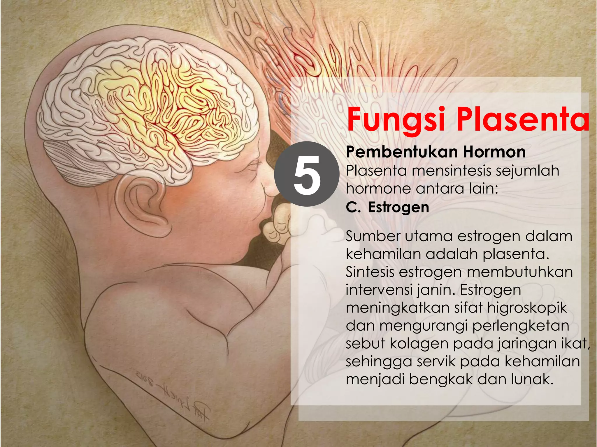 Pembentukan Hormon
Plasenta mensintesis sejumlah
hormone antara lain:5
Fungsi Plasenta
C. Estrogen
Sumber utama estrogen dalam
kehamilan adalah plasenta.
Sintesis estrogen membutuhkan
intervensi janin. Estrogen
meningkatkan sifat higroskopik
dan mengurangi perlengketan
sebut kolagen pada jaringan ikat,
sehingga servik pada kehamilan
menjadi bengkak dan lunak.
 