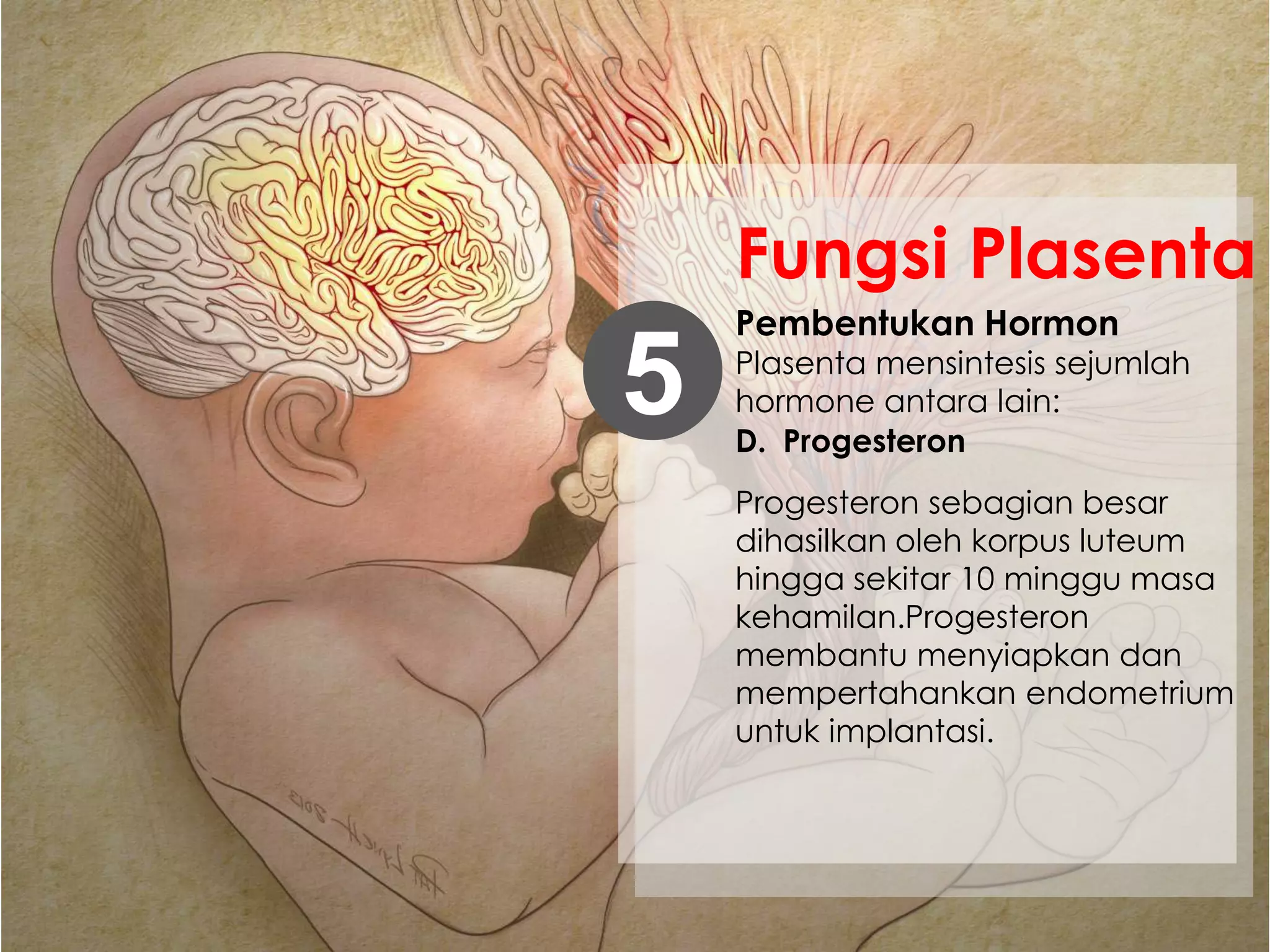 Pembentukan Hormon
Plasenta mensintesis sejumlah
hormone antara lain:5
Fungsi Plasenta
D. Progesteron
Progesteron sebagian besar
dihasilkan oleh korpus luteum
hingga sekitar 10 minggu masa
kehamilan.Progesteron
membantu menyiapkan dan
mempertahankan endometrium
untuk implantasi.
 