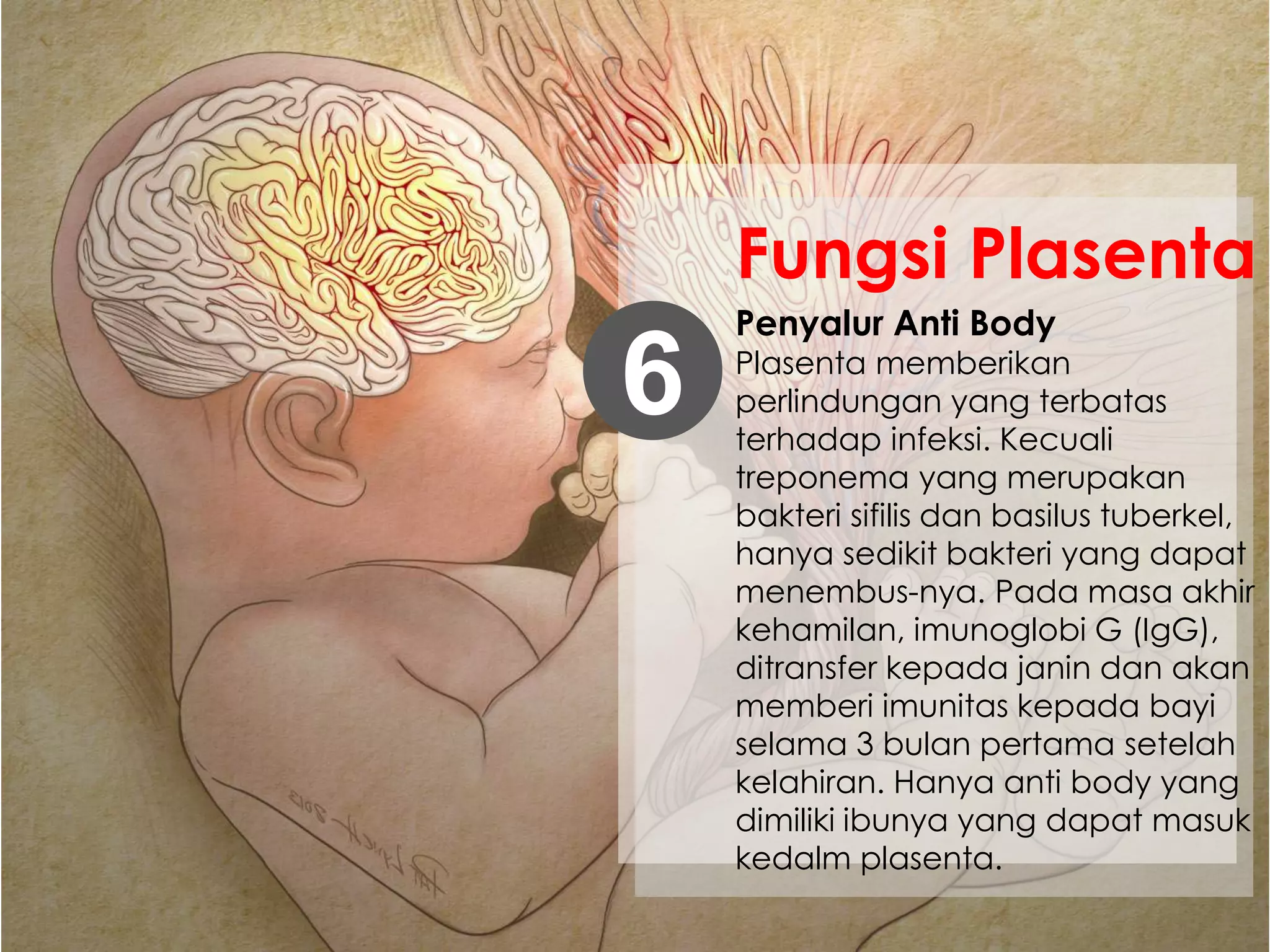 Penyalur Anti Body
Plasenta memberikan
perlindungan yang terbatas
terhadap infeksi. Kecuali
treponema yang merupakan
bakteri sifilis dan basilus tuberkel,
hanya sedikit bakteri yang dapat
menembus-nya. Pada masa akhir
kehamilan, imunoglobi G (IgG),
ditransfer kepada janin dan akan
memberi imunitas kepada bayi
selama 3 bulan pertama setelah
kelahiran. Hanya anti body yang
dimiliki ibunya yang dapat masuk
kedalm plasenta.
6
Fungsi Plasenta
 