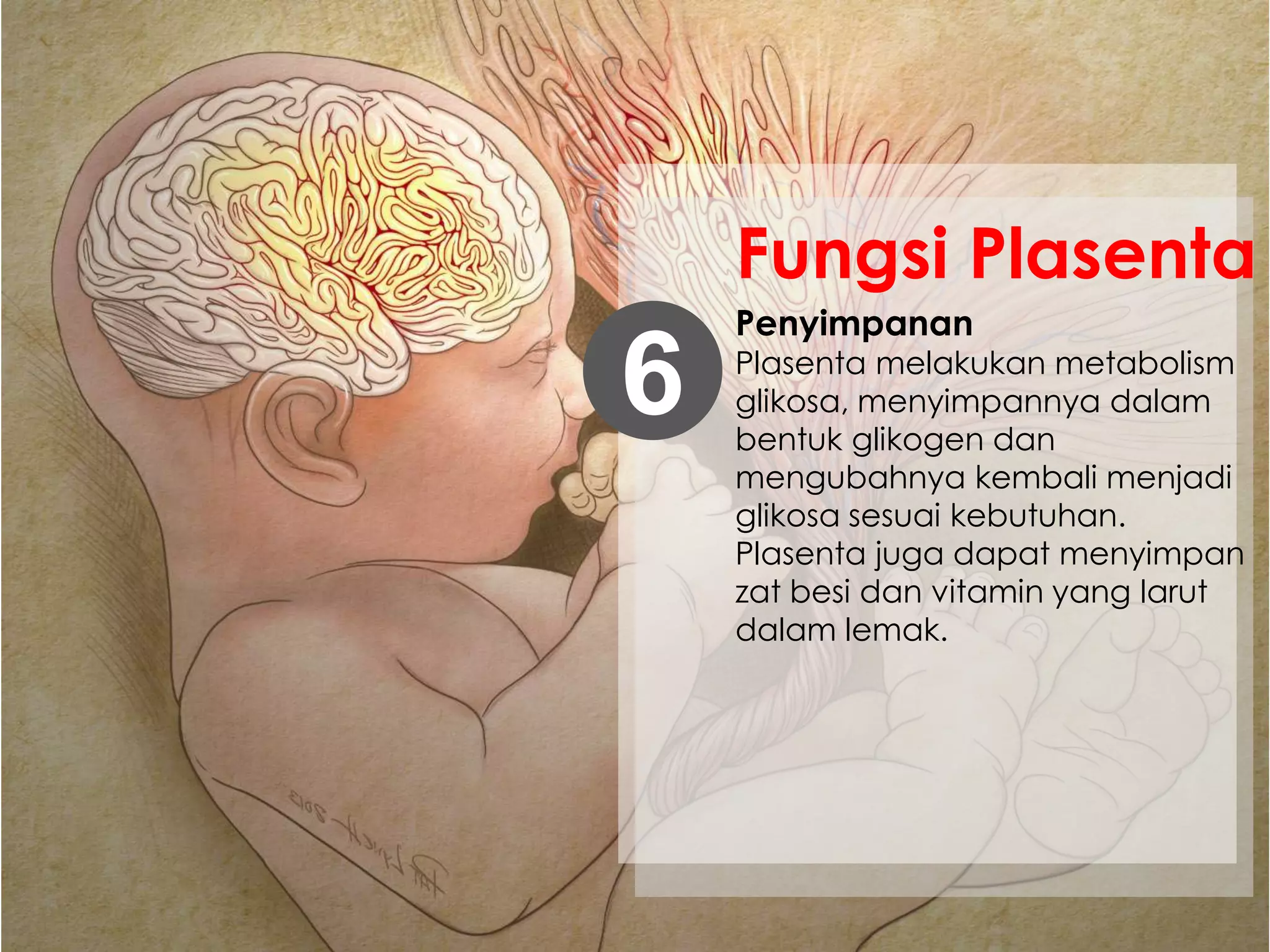 Penyimpanan
Plasenta melakukan metabolism
glikosa, menyimpannya dalam
bentuk glikogen dan
mengubahnya kembali menjadi
glikosa sesuai kebutuhan.
Plasenta juga dapat menyimpan
zat besi dan vitamin yang larut
dalam lemak.
6
Fungsi Plasenta
 
