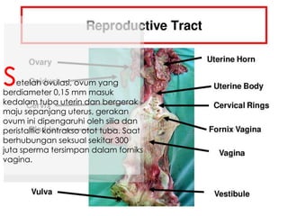 etelah ovulasi, ovum yang
berdiameter 0,15 mm masuk
kedalam tuba uterin dan bergerak
maju sepanjang uterus, gerakan
ovum ini dipengaruhi oleh silia dan
peristaltic kontrakso otot tuba. Saat
berhubungan seksual sekitar 300
juta sperma tersimpan dalam forniks
vagina.
s
 