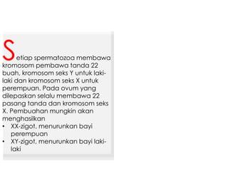etiap spermatozoa membawa
kromosom pembawa tanda 22
buah, kromosom seks Y untuk laki-
laki dan kromosom seks X untuk
perempuan. Pada ovum yang
dilepaskan selalu membawa 22
pasang tanda dan kromosom seks
X. Pembuahan mungkin akan
menghasilkan
• XX-zigot, menurunkan bayi
perempuan
• XY-zigot, menurunkan bayi laki-
laki
S
 