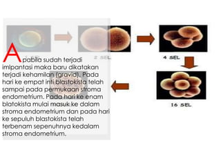 pabila sudah terjadi
imlpantasi maka baru dikatakan
terjadi kehamilan (gravid). Pada
hari ke empat inti blastokista telah
sampai pada permukaan stroma
endometrium. Pada hari ke enam
blatokista mulai masuk ke dalam
stroma endometrium dan pada hari
ke sepuluh blastokista telah
terbenam sepenuhnya kedalam
stroma endometrium.
A
 