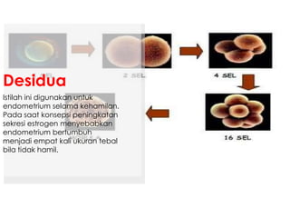 Istilah ini digunakan untuk
endometrium selama kehamilan.
Pada saat konsepsi peningkatan
sekresi estrogen menyebabkan
endometrium bertumbuh
menjadi empat kali ukuran tebal
bila tidak hamil.
Desidua
 