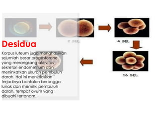 Korpus luteum juga menghasilkan
sejumlah besar progesterone
yang merangsang aktivitas
sekretori endometrium dan
meninkatkan ukuran pembuluh
darah. Hal ini menjelaskan
terjadinya bantalan berongga
lunak dan memiliki pembuluh
darah, tempat ovum yang
dibuahi tertanam.
Desidua
 