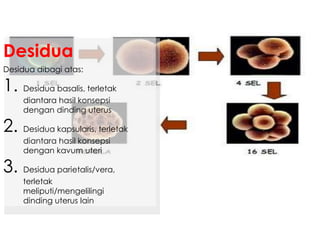 Desidua dibagi atas:
1. Desidua basalis, terletak
diantara hasil konsepsi
dengan dinding uterus
2. Desidua kapsularis, terletak
diantara hasil konsepsi
dengan kavum uteri
3. Desidua parietalis/vera,
terletak
meliputi/mengelilingi
dinding uterus lain
Desidua
 