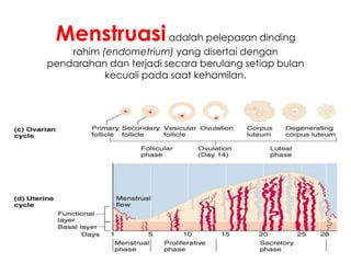 Menstruasiadalah pelepasan dinding
rahim (endometrium) yang disertai dengan
pendarahan dan terjadi secara berulang setiap bulan
kecuali pada saat kehamilan.
 