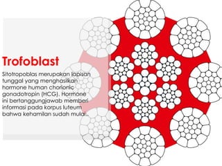 Sitotropoblas merupakan lapisan
tunggal yang menghasilkan
hormone human chorionic
gonadotropin (HCG). Hormone
ini bertanggungjawab memberi
informasi pada korpus luteum
bahwa kehamilan sudah mulai..
Trofoblast
 