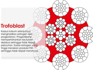Korpus luteum selanjutnya
menghasilkan estrogen dan
progesterron. Progesterone
mempertahankan keutuhan
desidua sehingga tidak terjadi
peluruhan. Kadar estrogen yang
tinggi menekan produksi FSH
sehingga tidak terjadi menstruasi.
Trofoblast
 