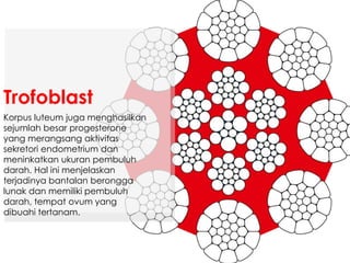 Korpus luteum juga menghasilkan
sejumlah besar progesterone
yang merangsang aktivitas
sekretori endometrium dan
meninkatkan ukuran pembuluh
darah. Hal ini menjelaskan
terjadinya bantalan berongga
lunak dan memiliki pembuluh
darah, tempat ovum yang
dibuahi tertanam.
Trofoblast
 