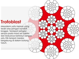 Mesoderm yaitu lapisan yang
terdiri atas jaringan konektif
longgar. Terdapat jaringan
serupa pada masa set dalam
dan keduanya berlanjut sampai
satu titik tempat mereka
bergabung di dalam batang
tubuh.
Trofoblast
 