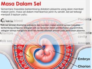 Sementara tropoblas berkembang didalam plasenta yang akan memberi
makan janin, masa sel dalam membentuk janin itu sendiri. Sel-sel terbagi
menjadi 3 lapisan yaitu:
Masa Dalam Sel
C.Yolk Sac
Yolk sac terletak disamping endoderm dan memberi makan embrio sampai tropoblas
berkembang sempurna. Sebagian yolk sac berperan dalam pembentukan usus primitive,
sebagian lainnya mangalami atrofi lalu berada dibawah amnion pada permukaan plasenta.
 