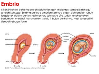Istilah ini untuk perkembangan keturunan dan implantasi sampai 8 minggu
setelah konsepsi. Selama periode embrionik semua organ dan bagian tubuh
tergeletak dalam bentuk rudimentary sehingga bila sudah lengkap akan
bertumbuh menjadi matur dalam waktu 7 bulan berikutnya. Hasil konsepsi ini
disebut sebagai janin.
Embrio
 