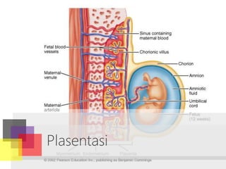 Plasentasi
 