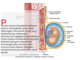 ada hari ke 19 setelah fertilisasi,
seluruh hasil pembuahan telah
terbungkus vili korionik yang terus
berkembang, beberapa
diantaranya melekat pada desisua.
Pada stadium ini penetrasi desidua
berhenti dengan mekanisme
imunologik atau kimiawi, dan
muncul suatu lapisan kolagen
tempat lewatnya arteri dan vena
spiralis.
P
 