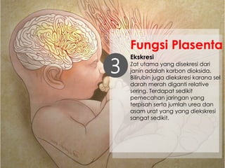Ekskresi
Zat utama yang disekresi dari
janin adalah karbon dioksida.
Bilirubin juga diekskresi karana sel
darah merah diganti relative
sering. Terdapat sedikit
pemecahan jaringan yang
terpisah serta jumlah urea dan
asam urat yang yang diekskresi
sangat sedikit.
3
Fungsi Plasenta
 